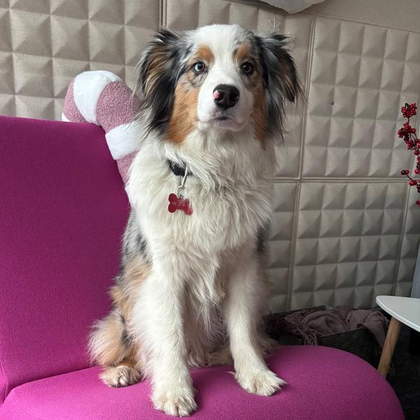 GUESS WHO'S BACK AT Mystic Fire