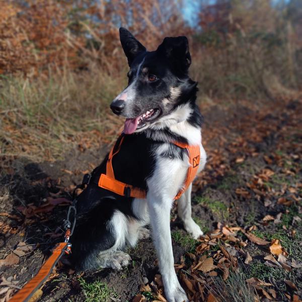 Márthy - Clyde Slezský Hrádek