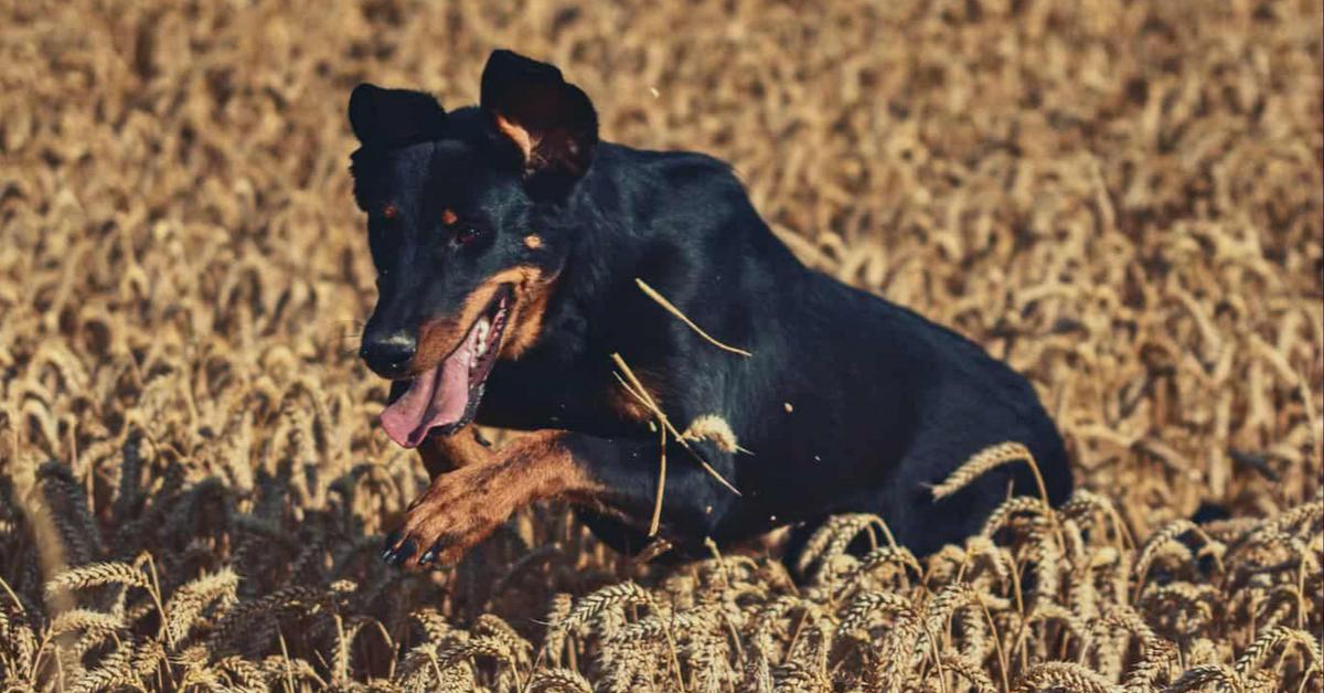 Dogtrekking po stopách Banshee